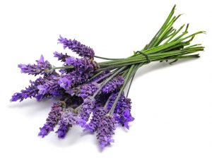 Lavender-burn salve