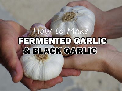 how to make black garlic or fermented garlic recipe